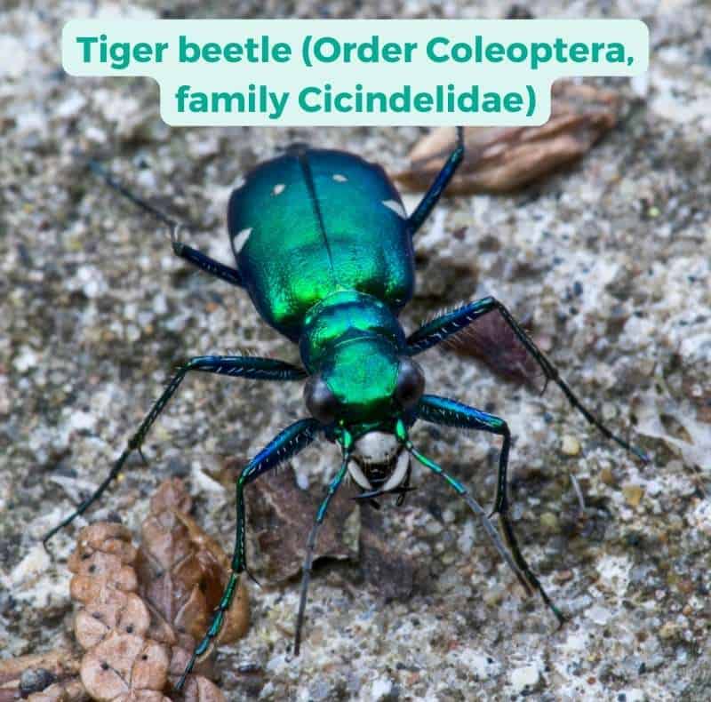 Close up of an iridescent green tiger beetle (family Cicindelidae), showing the characteristic wide head, large eyes, long legs, and long, sharp jaws.