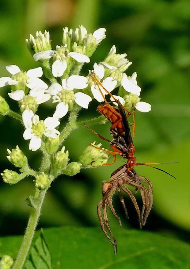 A rust-red and black parasitoid wasp on a white flower, gripping a large, paralyzed wolf spider (family Lycosidae) which dangles from the wasp's mandibles.
