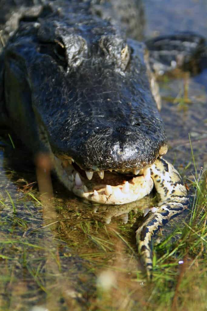 A close up of an American alligator (Alligator mississippiensis), dining on a snake. The snake's tail is poking out of the side of the alligator's mouth, soon to be swallowed.