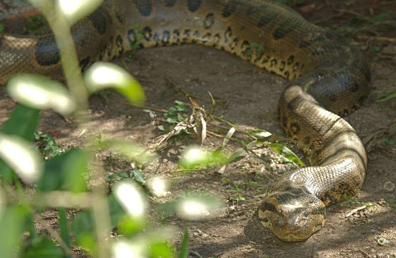 Usually found in or near water, this green anaconda (Eunectes murinus) is on dry ground and slithering straight towards the camera. Its head is large and broad at the jaw hinge and its long, thick body extends so far, only a tiny portion of its length is visible in the picture.