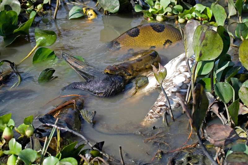 A rare shot of a green anaconda (Eunectes murinus) in its natural, swampy habitat biting the corpse of a large bird. The majority of the anaconda's body is submerged in murky water and invisible, but the exposed portions give a sense of the tremendous girth and length of this snake species.