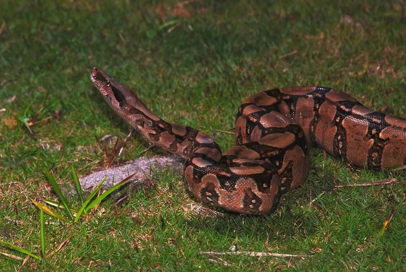 A boa constrictor snake (Boa constrictor constrictor) slithering over grass.