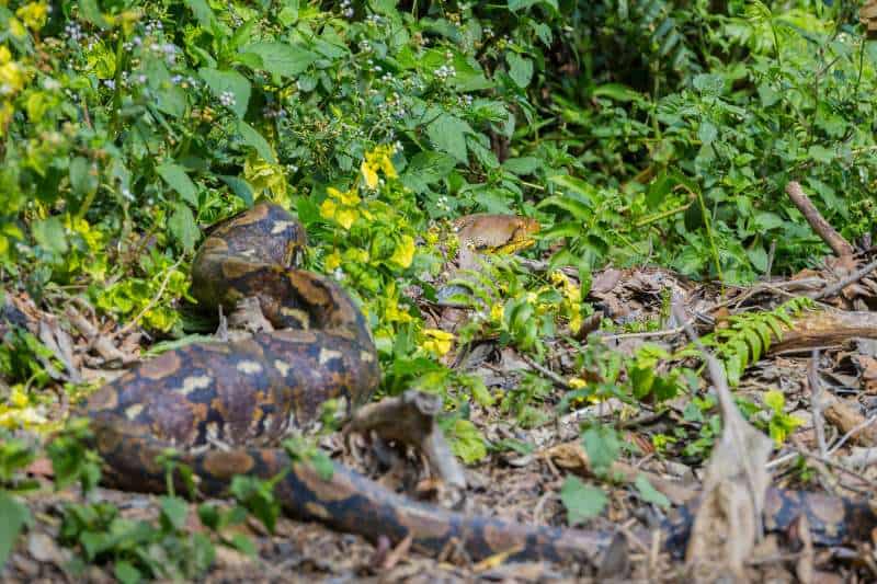 A large, mottled, brown, black, and tan python slithers through lush green underbrush. The python possibly ate recently judging by a bulge halfway down the length of its body.