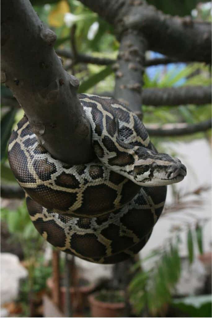 A brown and white python wrapped around a thick tree branch.