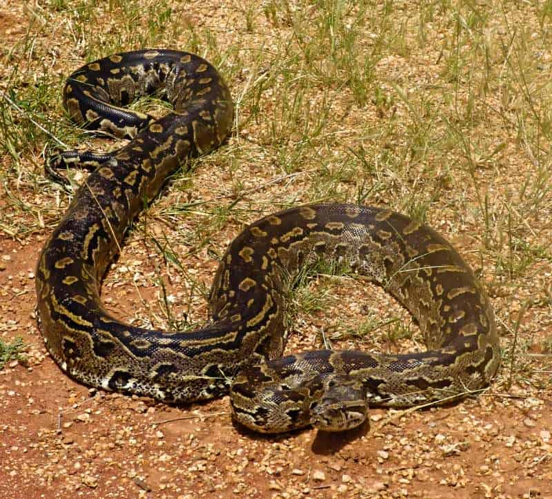 A python out on open ground, with its head raised alertly.