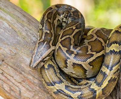 Pythons, Boas, Anacondas: Meet The World’s Biggest Snakes