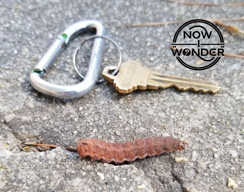 A smooth, brown caterpillar (unknown species) with a key for scale.