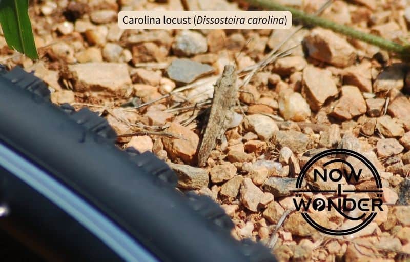 A Carolina locust grasshopper (Dissosteira carolina) on gravel with a bicycle tire in the foreground for scale. Insect is dark brown and blends well into the gravel background.
