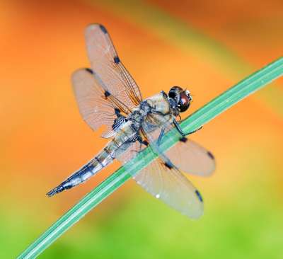 Dragonflies vs. Butterflies Part 2: Second Comes Function