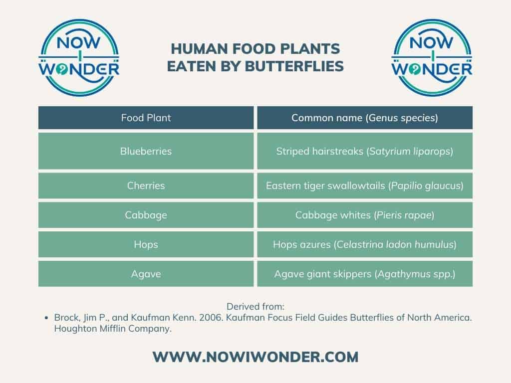 This chart lists some of the food plants eaten by certain butterfly species.