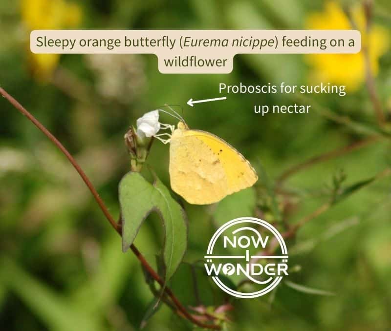 A sleepy orange butterfly (Eurema nicippe) feeding on a white wildfower and displaying the long, thin mouthpart called a proboscis through which butterflies and moths suck up nectar.