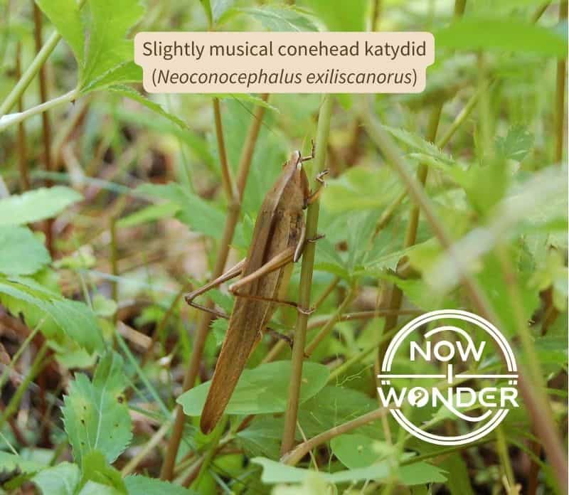 A slightly musical conehead katydid (Neoconocephalus exiliscanorus) perched vertically on a plant stem. Insect is long, thin and brown with extremely long back legs and long, thin antennae.