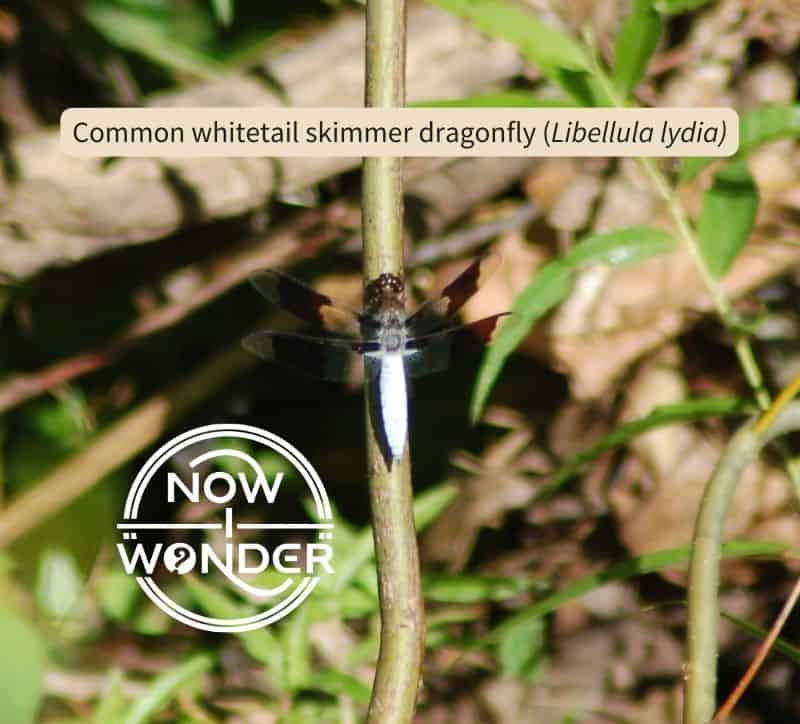 A male whitetail skimmer dragonfly (Libellula lydia) perched vertically in line with a plant stem. Its four wings are spread out to the sides in the characteristic dragonfly pose and display a wide dark brown band down the width of each wing. Its abdomen is a bright powdery white, which marks this specimen as a male.