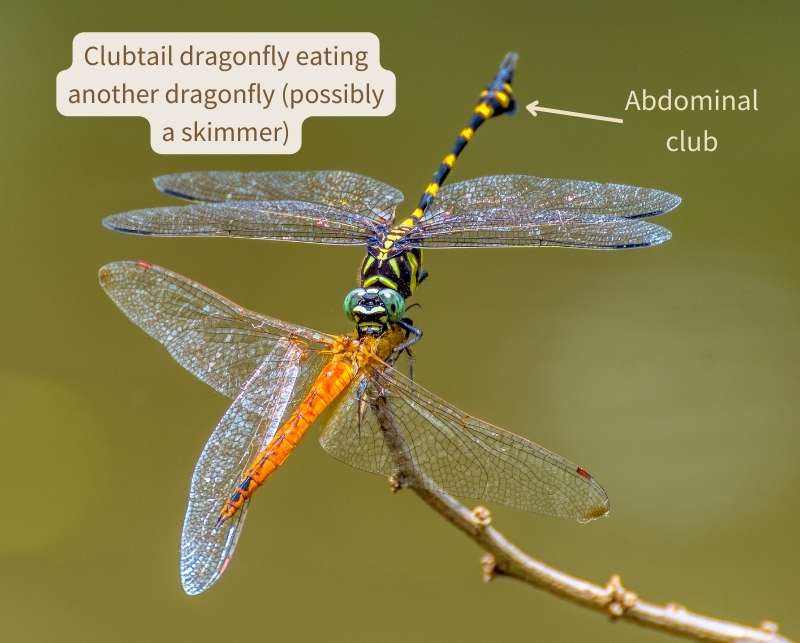 A clubtail dragonfly (unknown species) perched on the tip of a twig eating another dragonfly (possibly a skimmer species) headfirst. The clubtail has a black body patterned with light green thoracic stripes and bright yellow abdominal rings. Its eyes are metallic green and the tip of its abdomen shows the enlargement characteristic of clubtail dragonflies.