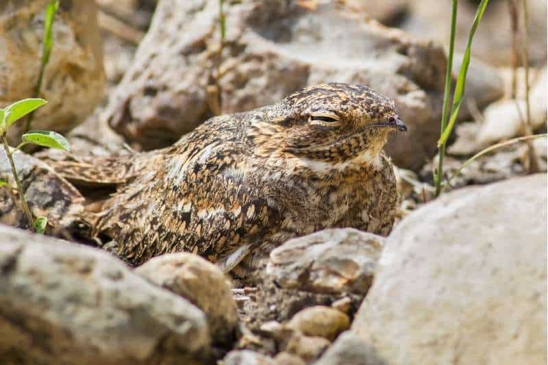 A close up of a common nighthawk bird (Cordeilis minor) nestled amongst rocks and gravel with its large dark eyes almost closed and camouflaged by its beautiful, variegated feathers.