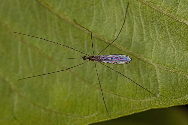A view looking down onto an adult crane fly (family Tipulidae). The crane fly's two wings are folded over each other and are shining with iridescence. The crane fly is perched on a green leaf with its six long, delicate legs outstretched and its tiny eyes, antennae, and proboscis visible.