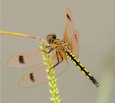 Meet The Different Types Of Dragonflies