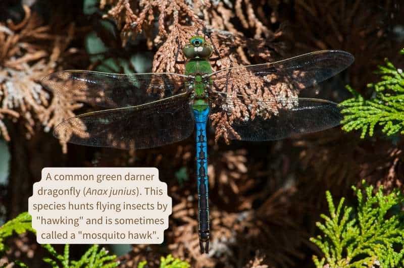A common green darner (Anax junius) perched on a a cedar twig. This insect has a bright green head and thorax, a bright blue and black abdomen and clear wings.