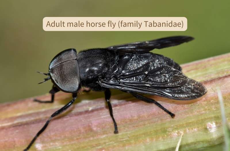 A jet black male horse fly (family Tabanidae) is perched on a twig. It has a pair of shiny wings, a slightly fuzzy thorax, six legs and enormous eyes that meet on the middle of the top of its head. Its deep black eyes are made up of thousands of tiny crystalline facets, giving them a silvery sheen.