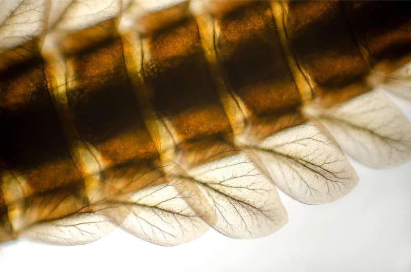 A close-up view of several breathing gills located on each abdominal segment of a mayfly larva in the Baetis genus.