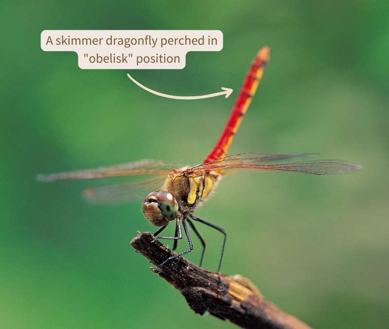 A skimmer dragonfly (unknown species) is perched on the end of a branch with its long, bright red and yellow abdomen pointed to the sky in the "obelisk" position.