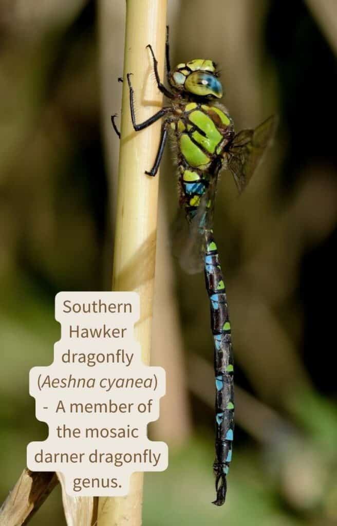 A southern hawker dragonfly (Aeshna cyanae) clinging vertically to a reed and displaying its green thoracic stripes and abdomen spotted with alternating blue and green dots.