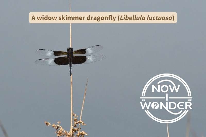 A widow skimmer dragonfly (Libellula luctuosa) is perched vertically on, and in line with, a reed. Its eyes and body are black and each of its four transparent wings are decorated with black patches near its body and white patches more distally.