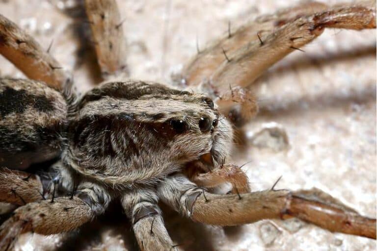 Meet The Biggest Spider In North Carolina