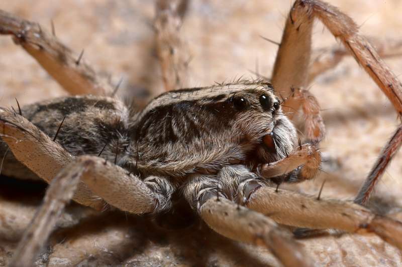 A close-up side view of a Carolina wolf spider (Hogna carolinensis). Clearly visible are the two largest eyes on the right side, above its chelicerae.