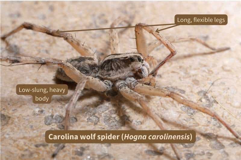 A full side view of a Carolina wolf spider (Hogna carolinensis) on a rock. Its prosoma and opisthosoma are covered in dense, short hair, making it appear furred. Its eight long, segmented legs are studded with thin, black spines.