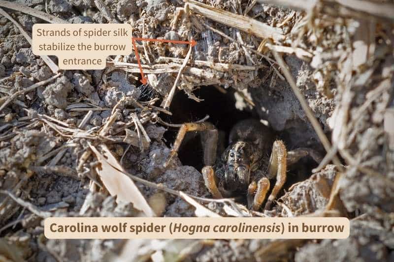 A Carolina wolf spider (Hogna carolinensis) crouches in the entrance of its underground burrow. The spider's brown and tan coloration blends well with the surrounding dirt and twigs. Gossamer strands of spider silk, which anchor and stabilize the burrow entrance, glint in the sun.