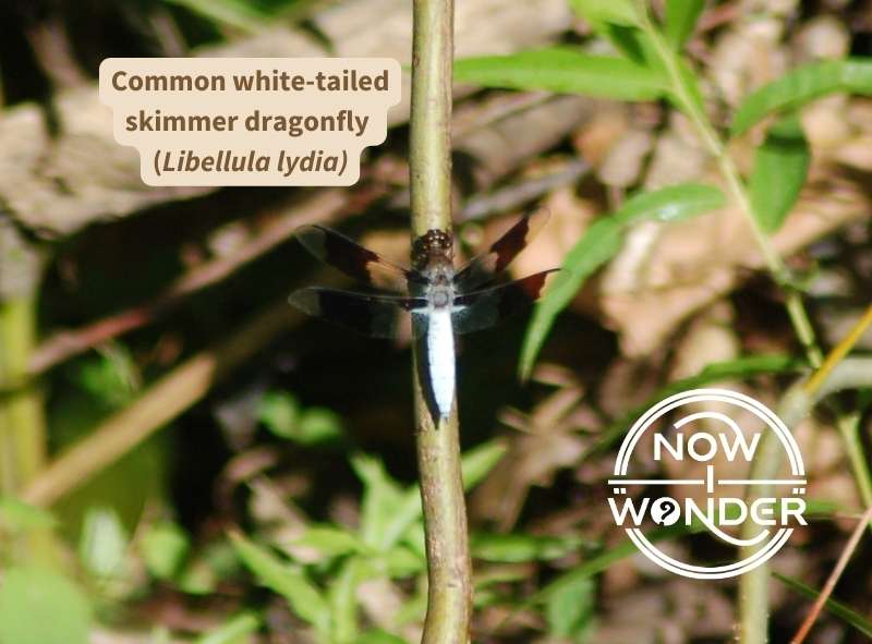 A common white-tailed skimmer dragonfly perched vertically in line with a plant stem. White body, clear wings with dark brown splotches in middle of each of four horizontally held wings.