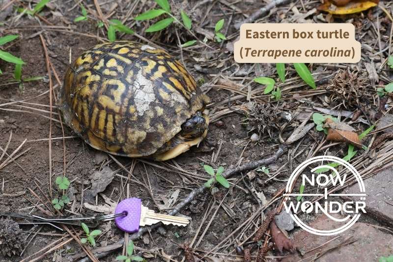 A male eastern box turtle (Terrapene carolina) with a house key for scale. The turtle is approximately three times as long as the key but very large in comparison, thanks to its high, domed shell.