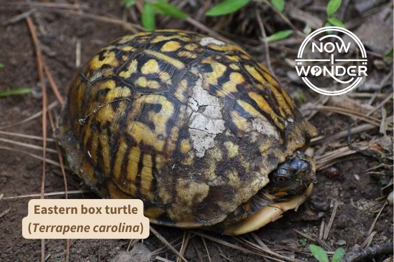 This male eastern box turtle's (Terrapene carolina) shell appears to have been damaged sometime in the past. The dome of his carapace shows cracks and several pale blotches unlike the patterned black and yellow of the rest of his shell. Additionally, the front edge looks ragged and rough compared to the rest of his shell.