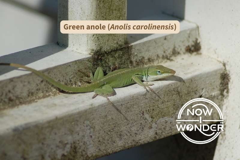 A green anole lizard (Anolis carolinensis) crouches against a house railing.