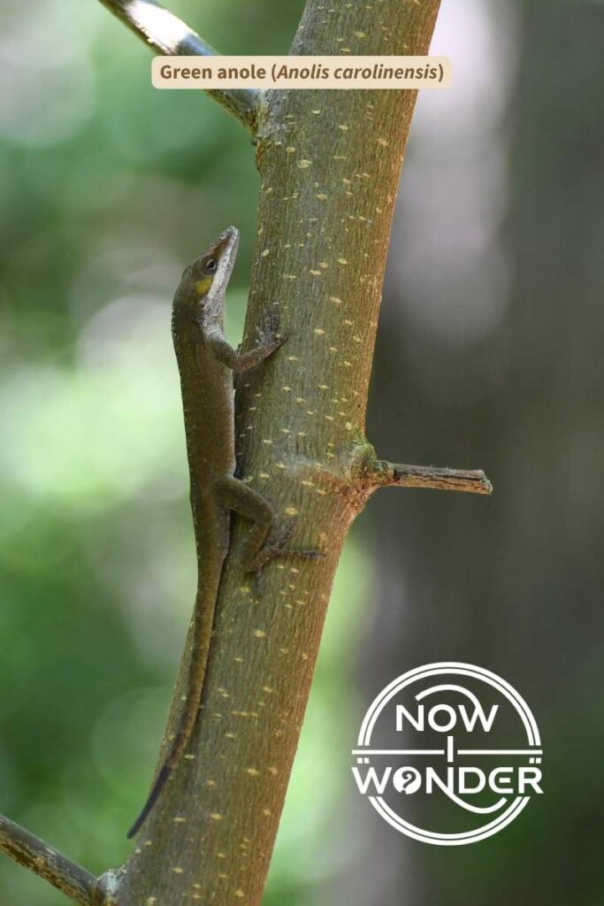 This green anole lizard (Anolis carolinensis) is camouflaged against predators; his skin is dark brown to better blend with tree bark upon which he clings.