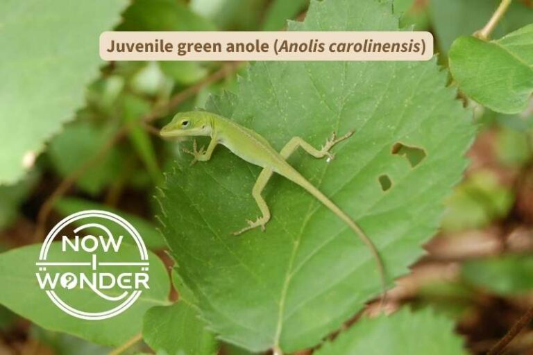 What are the small green lizards called?