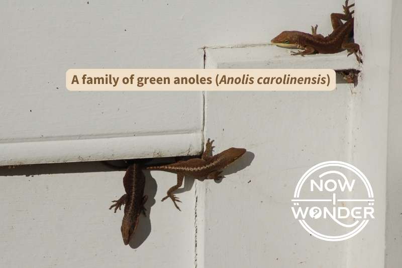 Three green anole lizards (Anolis carolinensis) are crouched along a house's white siding. All are in brown-phase coloration to absorb heat from the sun.