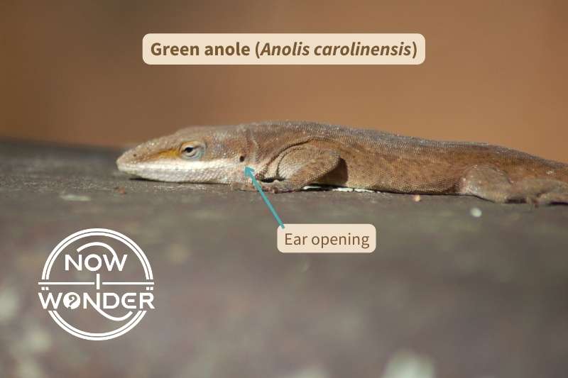This close up of a brown-phase green anole lizard (Anolis carolinensis) basking in the sun shows the left external ear opening at the jaw margin.