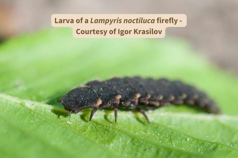 A close-up view of a firefly larva crawling over a green leaf. The larva is black and its body consists of many flat, sharp-edged body segments.