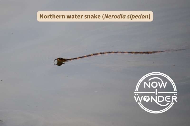 A northern water snake (Nerodia sipedon) keeps its head above the surface of the water as it swims easily. The snake has pale yellow eyes with round pupils and a long, thin body patterned in alternating blotches of reddish-tan and brown down its length.