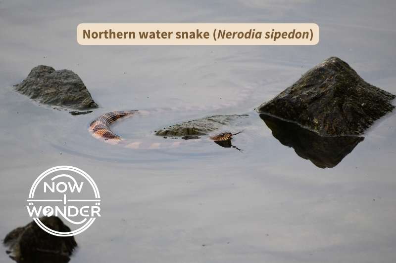 A northern water snake (Nerodia sipedon) swims between a cluster of dark rocks while flicking its forked tongue out to "taste" the air. The snake has pale yellow eyes with round pupils, and a long, thin body patterned in alternating blotches of reddish-tan and brown down its length.