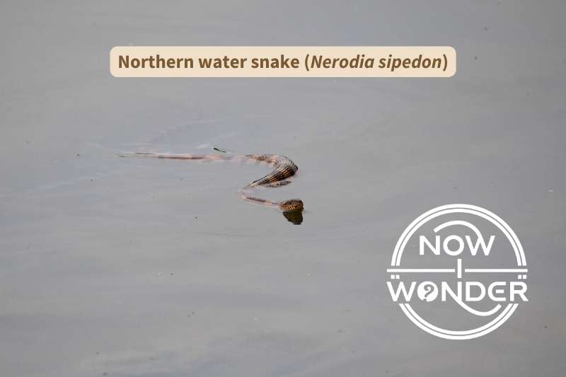 A northern water snake (Nerodia sipedon) swims in calm, open lake water by curving its body into a series of S-curves. The snake has pale yellow eyes with round pupils, and a long, thin body patterned in alternating blotches of reddish-tan and brown down its length.