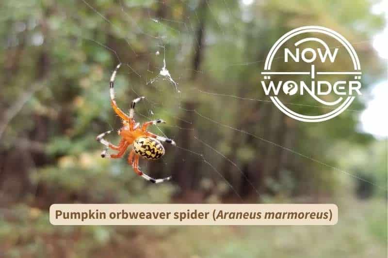 A pumpkin orbweaver spider (Araneus marmoreus) tiptoes across its web making repairs. The spider's prosoma is bright orange, its opisthosoma is variegated bright yellow and black and its eight legs are orange closest to its body and banded black and white.