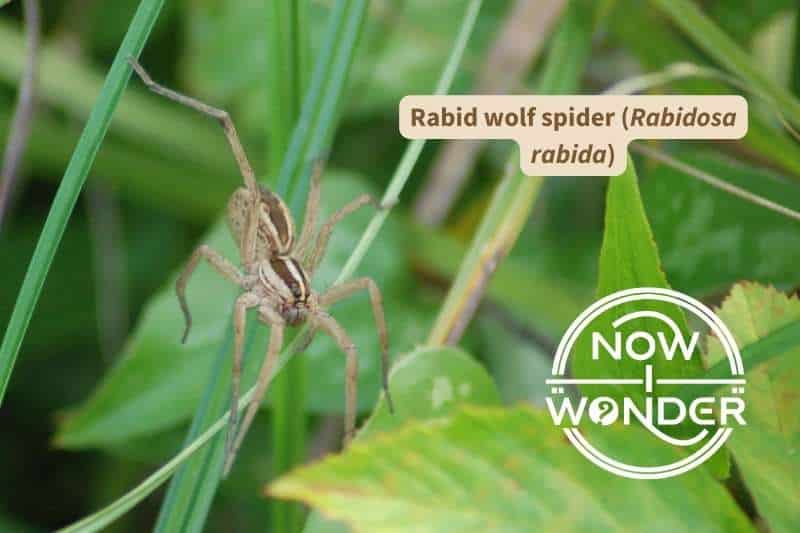 A rabid wolf spider (Rabidosa rabida) deftly navigates the gap between a blade of grass and a leaf using its eight long, segmented legs. The largest of the spiders eyes are visible, as are its pedipalps on the front of its prosoma. Brown stripes run lengthwise down its body; two on the cephalothorax and one, thicker stripe down the center line of its opisthosoma.