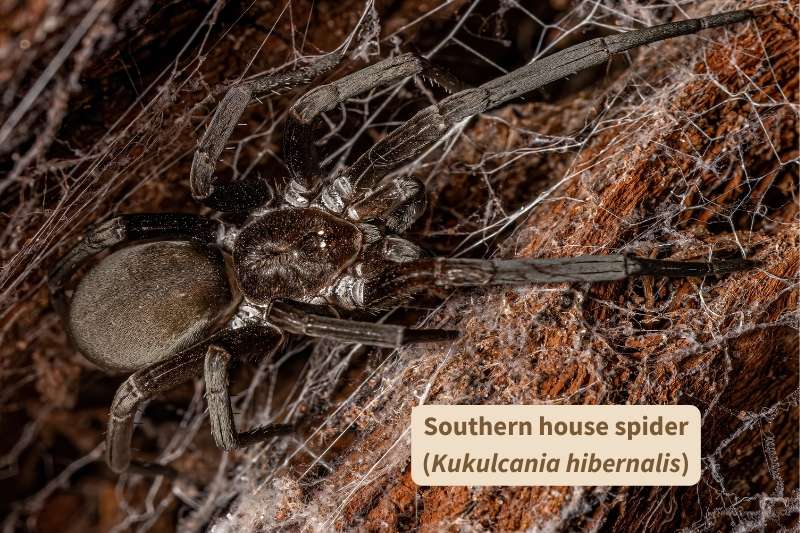 A close-up photo of a southern house spider (Kukulcania hibernalis) perched on a fine matrix of spider webbing. The spider is dark brownish black, with large pedipalps visible at the front of it's cephalathorax. The front-most pair of its eight legs are very long and extended in front of the spider's body. Light gleams off the most posterior pair of the spider's eyes.