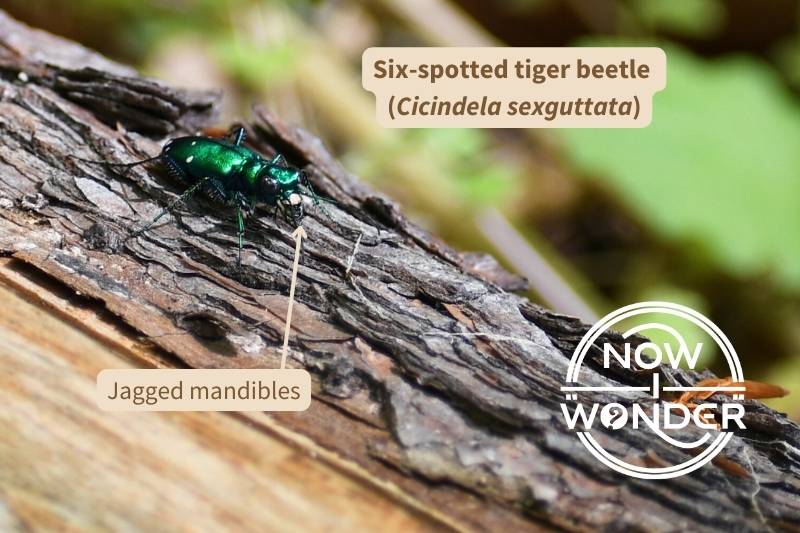 A six-spotted tiger beetle (Cicindela sexguttata) pauses on a a fallen log. It has large, black eyes and a pair of long, curved, jagged mandibles. Its body is entirely metallic emerald green except for several small white spots on the elytra that protect its folded hind wings.