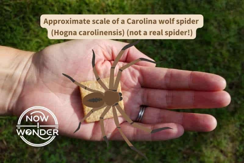 A graphic representation of a spider overlaid over a photo of my hand which holds a wheat cracker for scale. The graphic shows the approximate size of a female Carolina wolf spider (Hogna carolinensis).