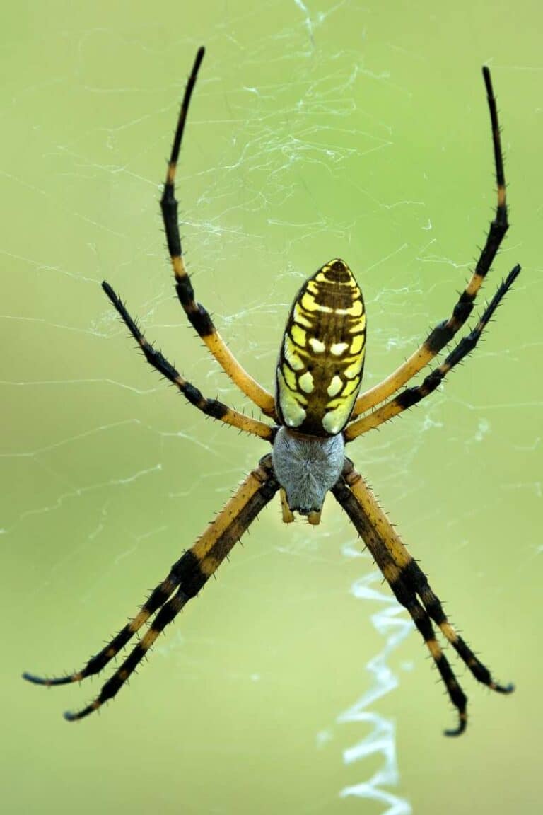 Meet The Biggest Common Spiders In North Carolina