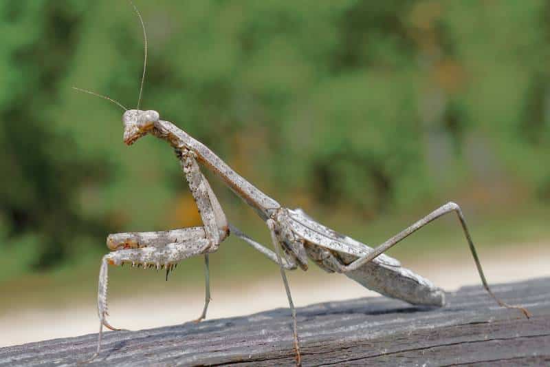 A grayish-tan Carolina praying mantis (Stagmomantis carolina) standing on an old wood railing.